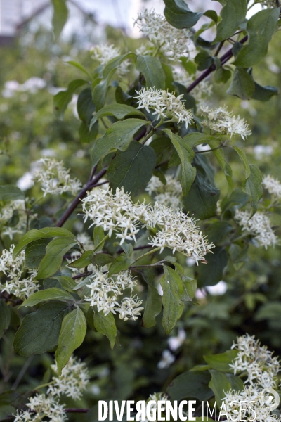 Cornus sanguinea