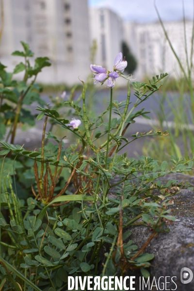 Coronilla varia