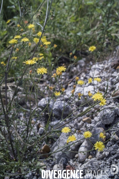 Crepis capillaris