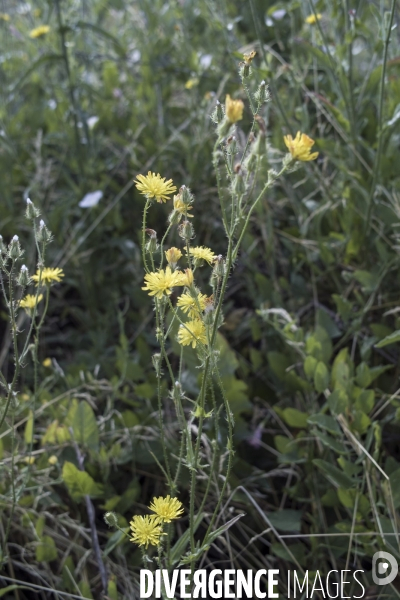 Crepis setosa