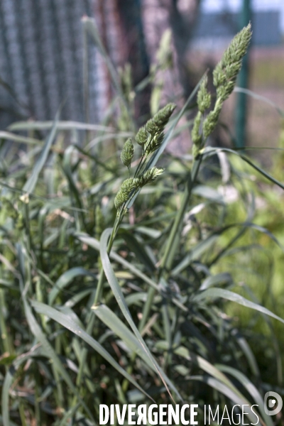 Dactylis glomerata