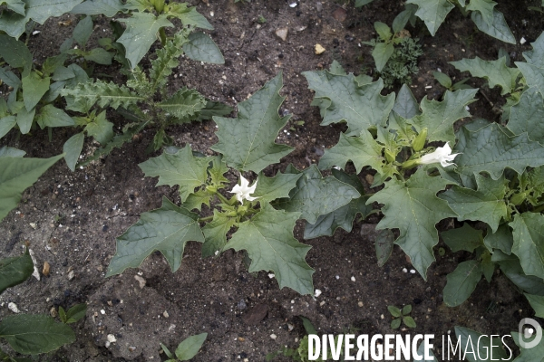 Datura stramonium