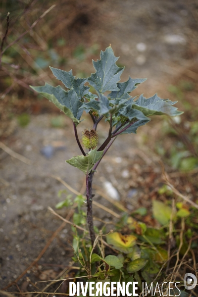 Datura stramonium