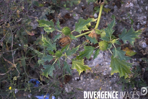 Datura stramonium