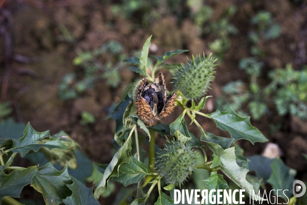 Datura stramonium