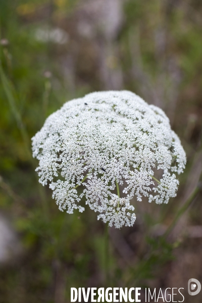 Daucus carota