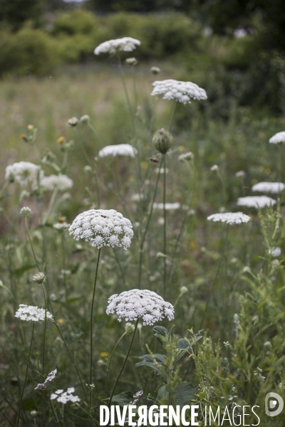 Daucus carota