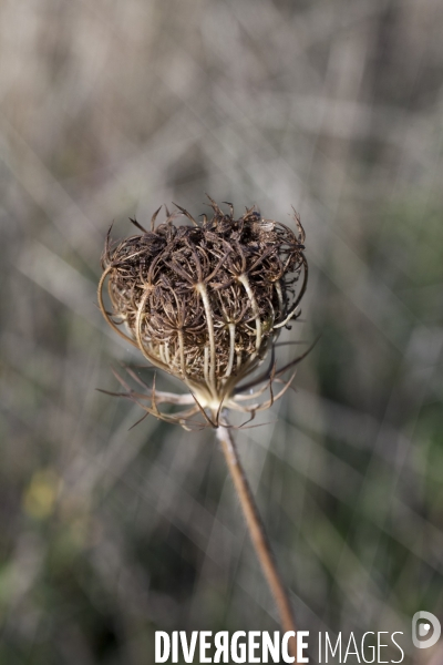 Daucus carota