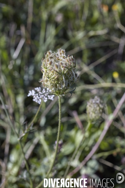 Daucus carota