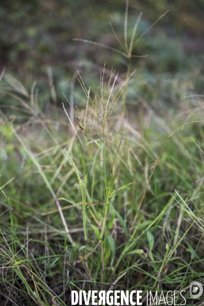 Digitaria sanguinalis