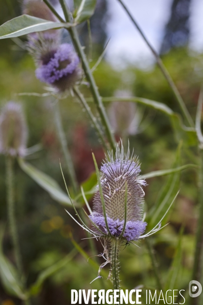 Dipsacus fullonum