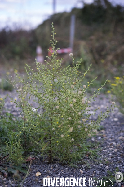 Dittrichia graveolens