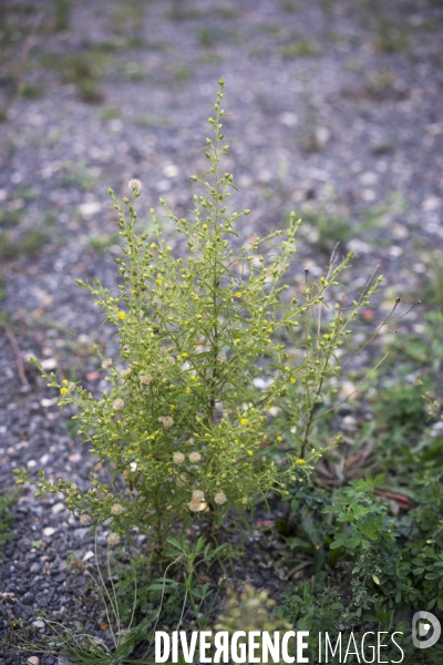 Dittrichia graveolens