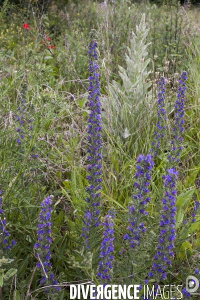 Echium vulgare