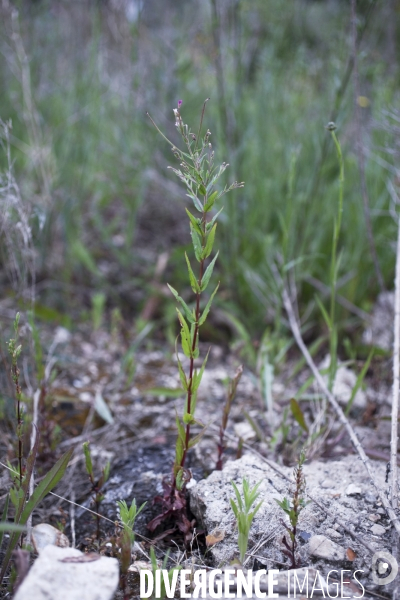 Epilobium ciliatum