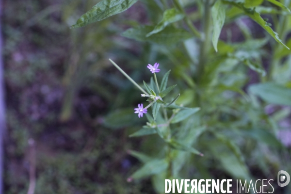 Epilobium ciliatum