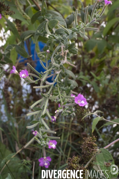 Epilobium hirsutum