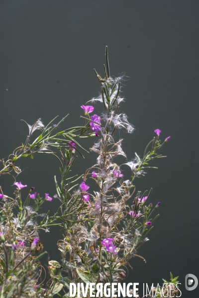 Epilobium hirsutum