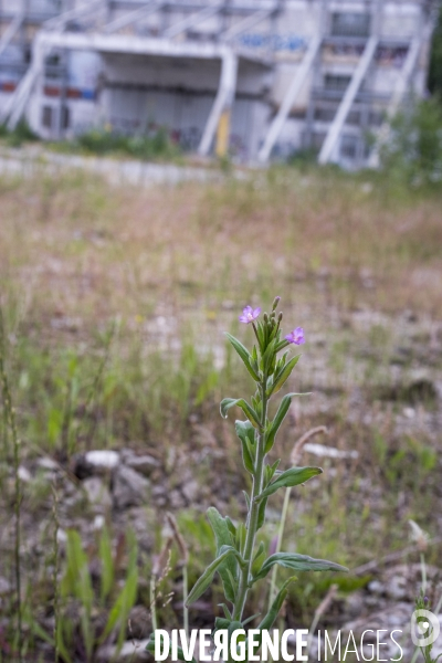 Epilobium parviflorum