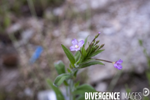 Epilobium parviflorum