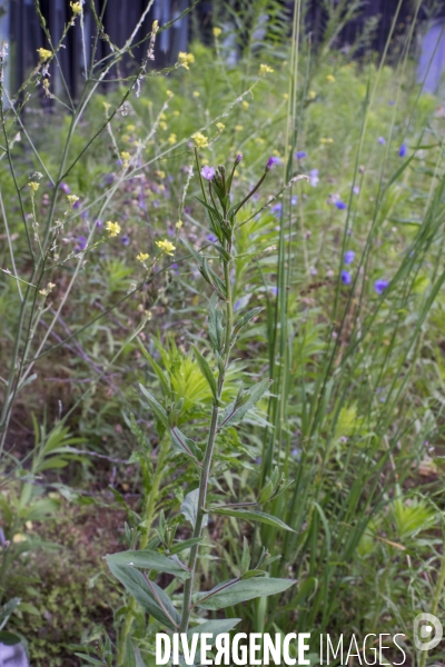 Epilobium parviflorum