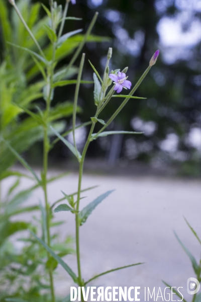 Epilobium tetragonum