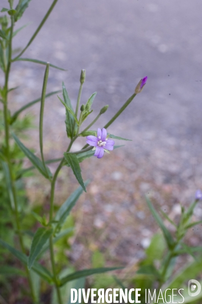 Epilobium tetragonum