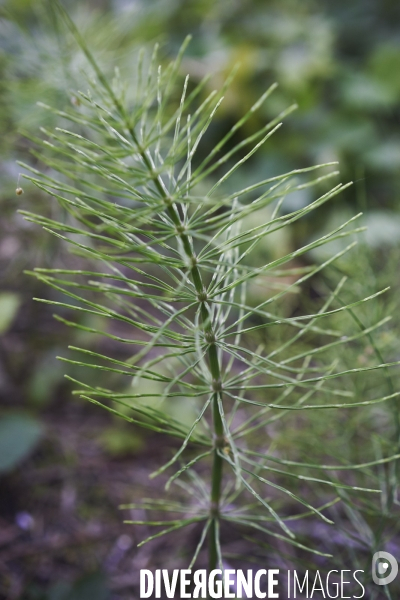 Equisetum arvense