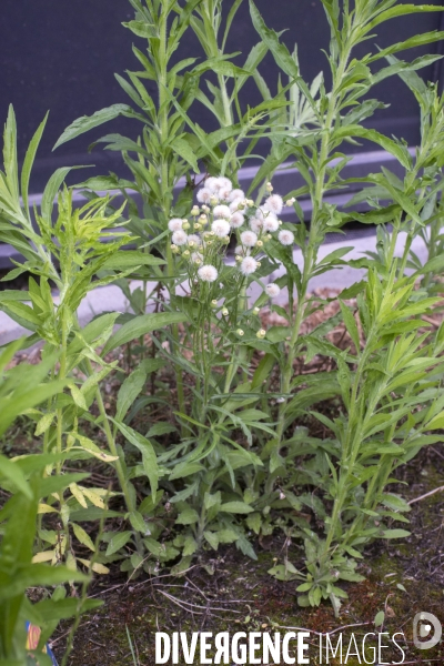 Erigeron bonariensis