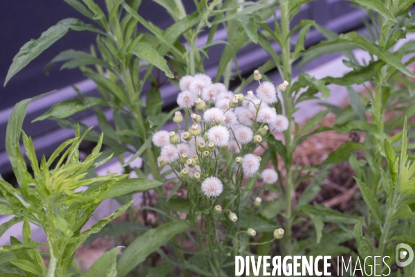 Erigeron bonariensis