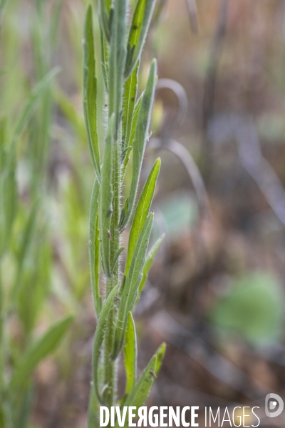 Erigeron sumatrensis