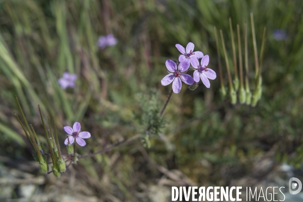 Erodium cicutarium