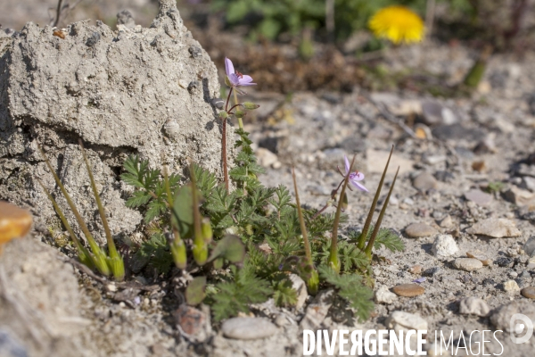 Erodium cicutarium