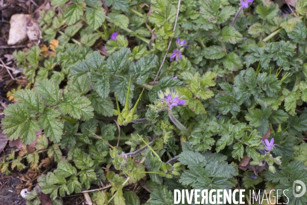 Erodium moschatum