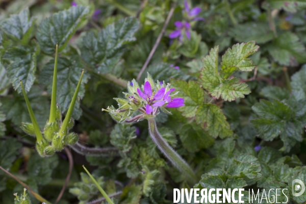 Erodium moschatum