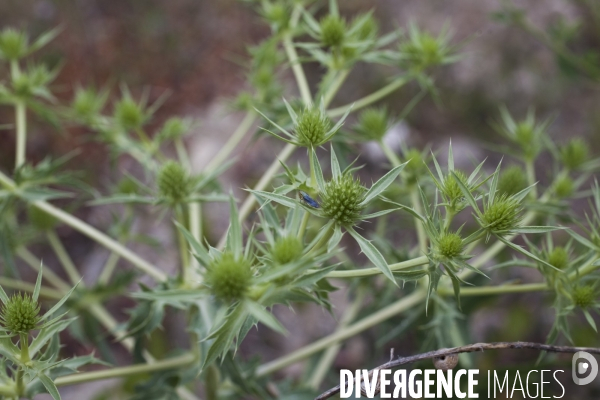 Eryngium campestre et Cicadelle verte.