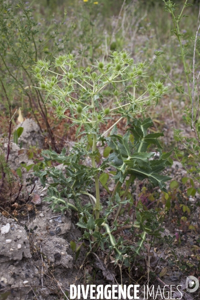 Eryngium campestre