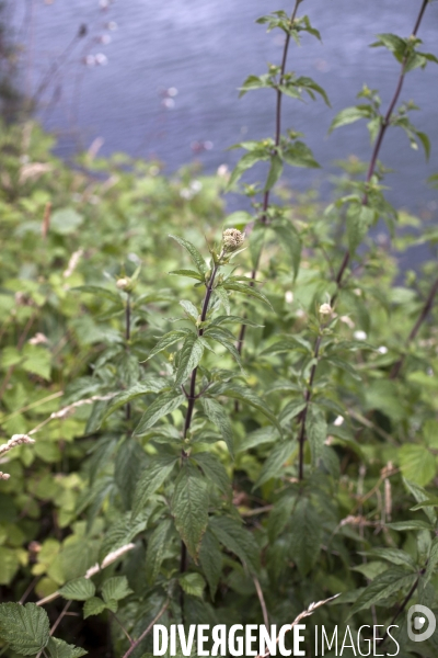 Eupatorium cannabinum