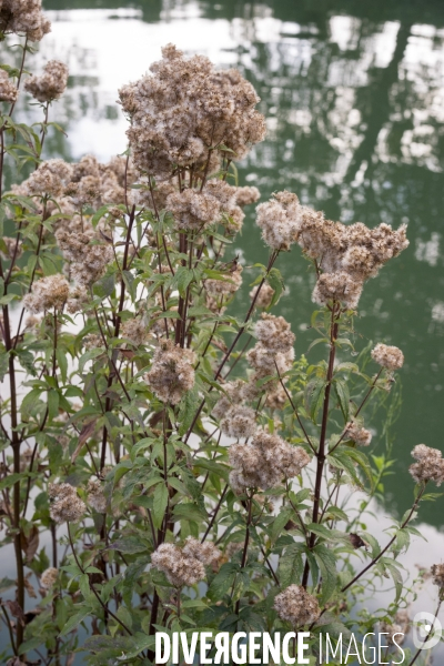 Eupatorium cannabinum