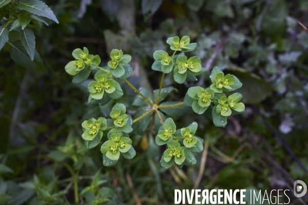 Euphorbia helioscopa