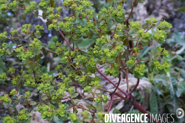 Euphorbia helioscopa