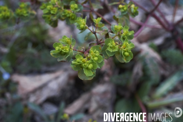 Euphorbia helioscopa