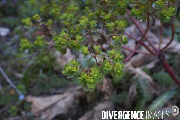 Euphorbia helioscopa