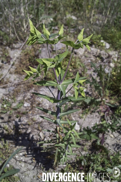 Euphorbia lathyris