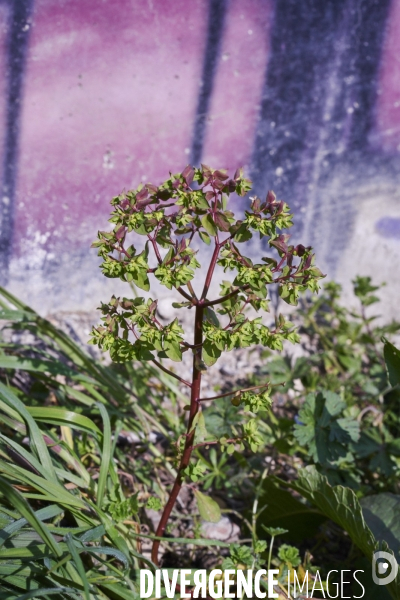 Euphorbia peplus