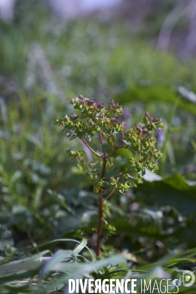 Euphorbia peplus