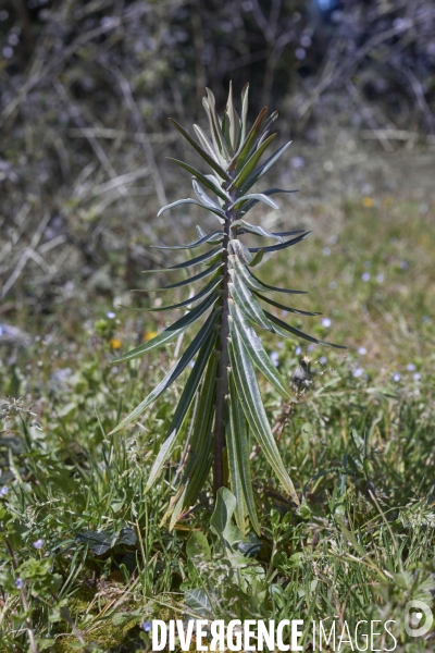 Euphotbia lathyris