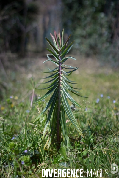 Euphotbia lathyris