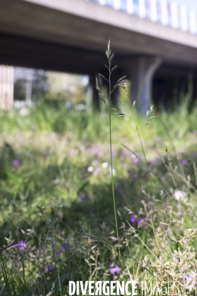 Festuca rubra