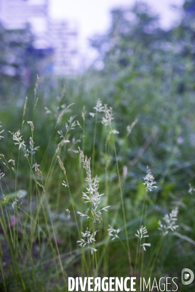 Festuca rubra